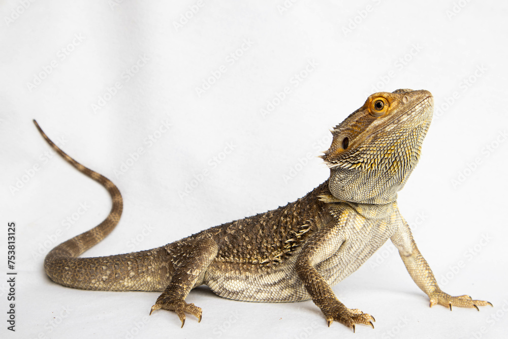 Fototapeta premium Bearded dragon lizard against a white background