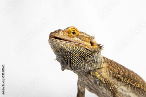 Bearded dragon lizard against a white background photo