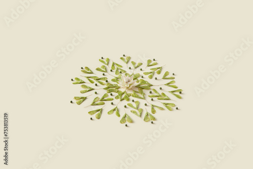 Circle of green maple seeds and white flower in center