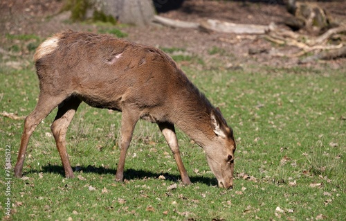 Äsendes Reh auf einer Waldlichtung.