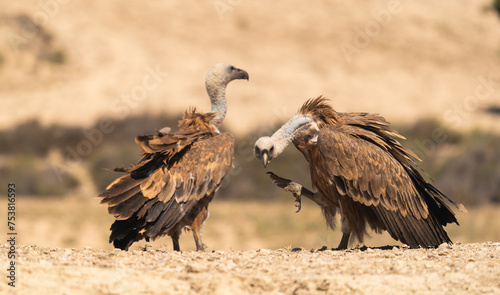 Griffon Vultures In A Desert  photo