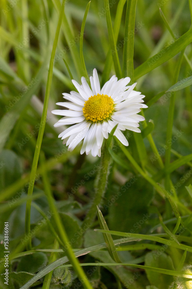 Obraz premium Frühling, Blumen, fruchte, erwachen, leben, Natur