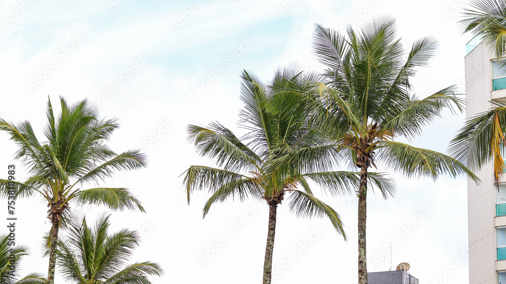 Árvores palmeiras próximo a praia de bertioga