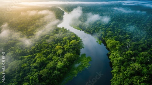 Aerial Shot of Dense Jungle and Meandering River