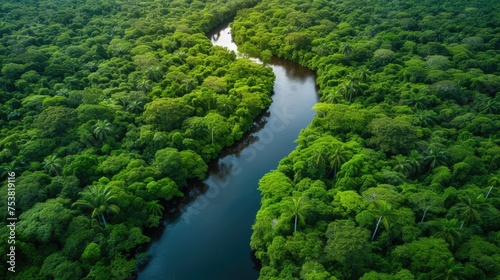Aerial Shot of Dense Jungle and Meandering River