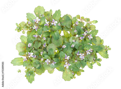 creeping mazus, small plant isolated photo