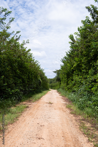 dirt road surrounded by tall vegetation, known as hedges