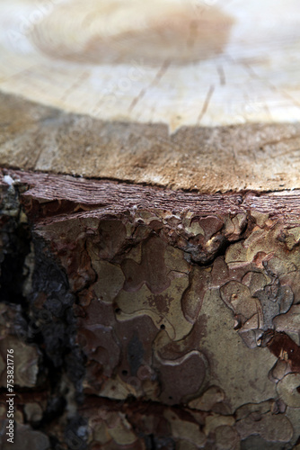 Close-up of a section of the a Pine Tree killed by the mountain pine beetle Dendroctonus ponderosae - Kenna Cartwright Park - Kamloops - British Columbia - Canada photo