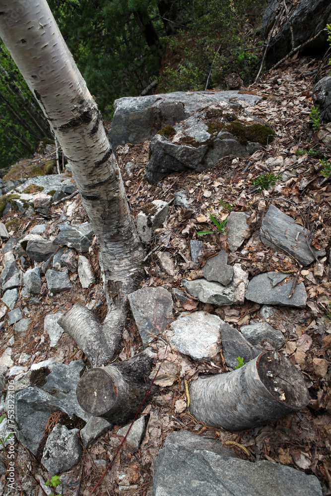 Obraz premium Base of a tree growing in the rocks - Revelstoke mount - British Columbia - Canada