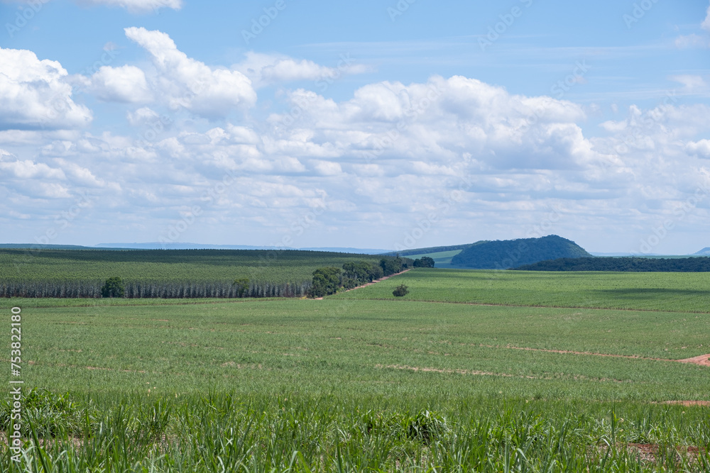 sugarcane plantation and eucalyptus plantation in the background sugarcane plantation and eucalyptus plantation in the background