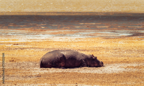 One hoppopotamus lying on sand photo