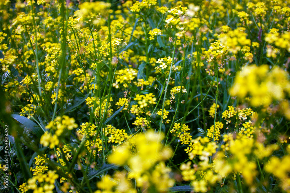 Yellow buttercups blooming in the meadow on a summer day. Ranunculus acris flowers on the meadow. Various colors of vegetation in banner format. Different colors of plant leaves to decorate banners. 