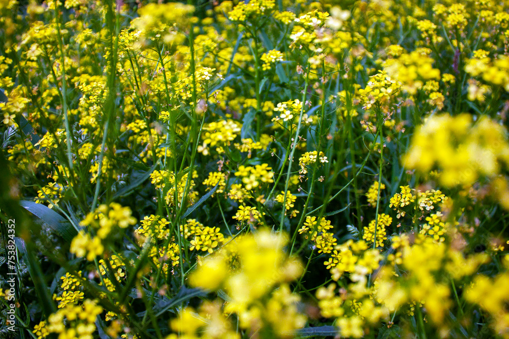 Yellow buttercups blooming in the meadow on a summer day. Ranunculus acris flowers on the meadow. Various colors of vegetation in banner format. Different colors of plant leaves to decorate banners. Yellow buttercups blooming in the meadow on a summer day. Ranunculus acris flowers on the meadow. Various colors of vegetation in banner format. Different colors of plant leaves to decorate banners.