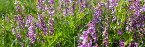 Multi-colored fantasies on the theme of Vicia villosa. Vicia villosa blooms in a meadow on a summer day. General plan of Vicia villosa flowers, side view.