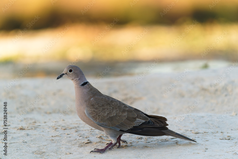Eurasian Collared Dove (Streptopelia Decaocto) Eurasian Collared Dove (Streptopelia Decaocto)