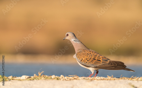 Turtle Dove By A Pond In Los Monegros, Largest Desert Area In Europe photo