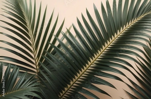 Palm tree leaf on isolated background. Background for recalma and inscriptions. 