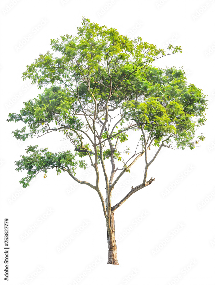 Sycamore   tree isolated on a solid, clear  white background