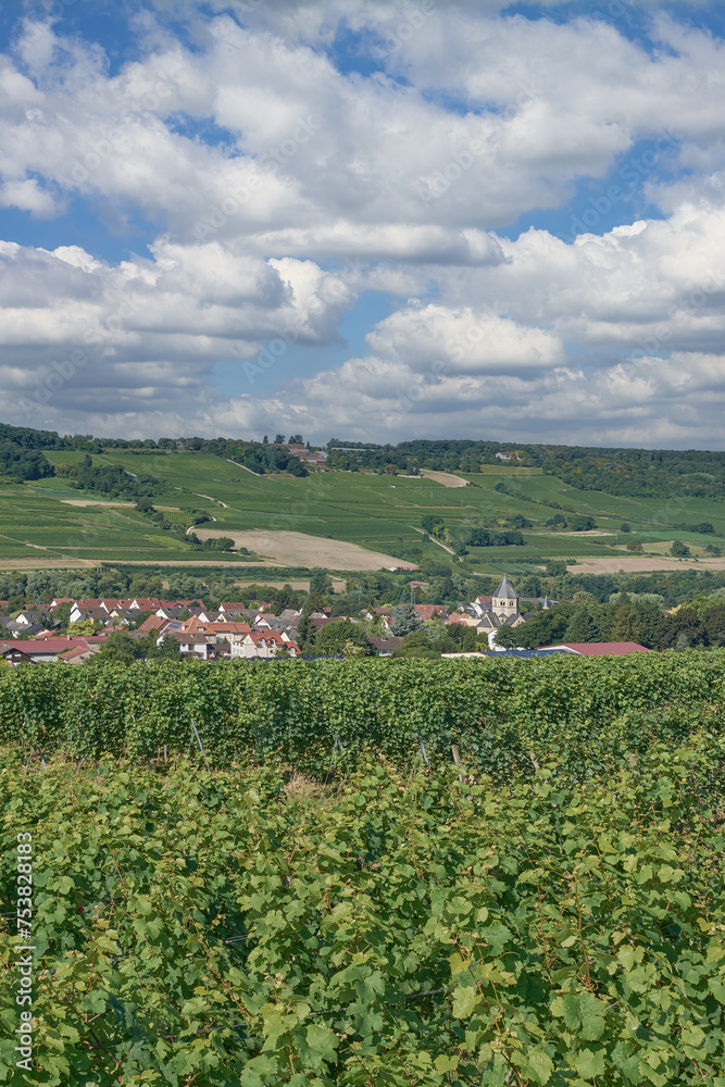 Vineyard Landscape in Rhinehessen wine region close to Wine Village of Grosswinternheim,Germany