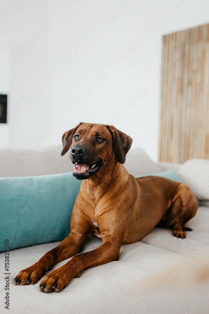 A Rhodesian Ridgeback dog in a photo studio