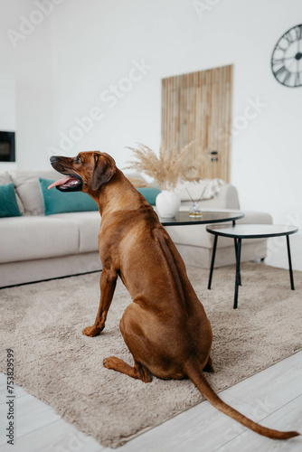 A Rhodesian Ridgeback dog in a photo studio photo
