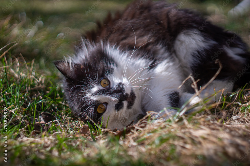A black and white kitten is playing in the grass