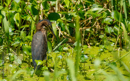 little blue heron in lake