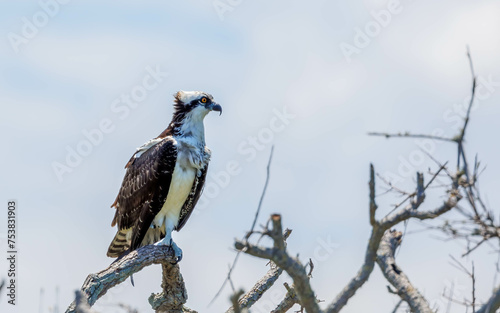 osprey fishing on ocean perched in tree
