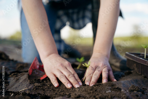 Anonymous hands plant a seedling in the soil photo