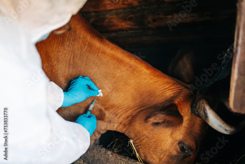 Photography A veterinarian administers a vaccination to a calm cow in a traditional barn, an essential health procedure in livestock management