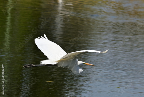 garza blanca en vuelo sobre lago