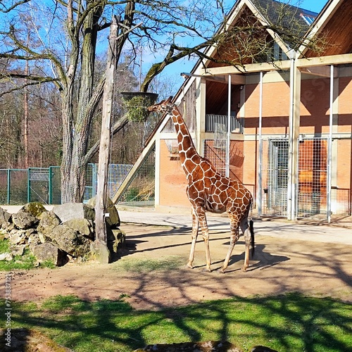 Photography giraffe in the zoo