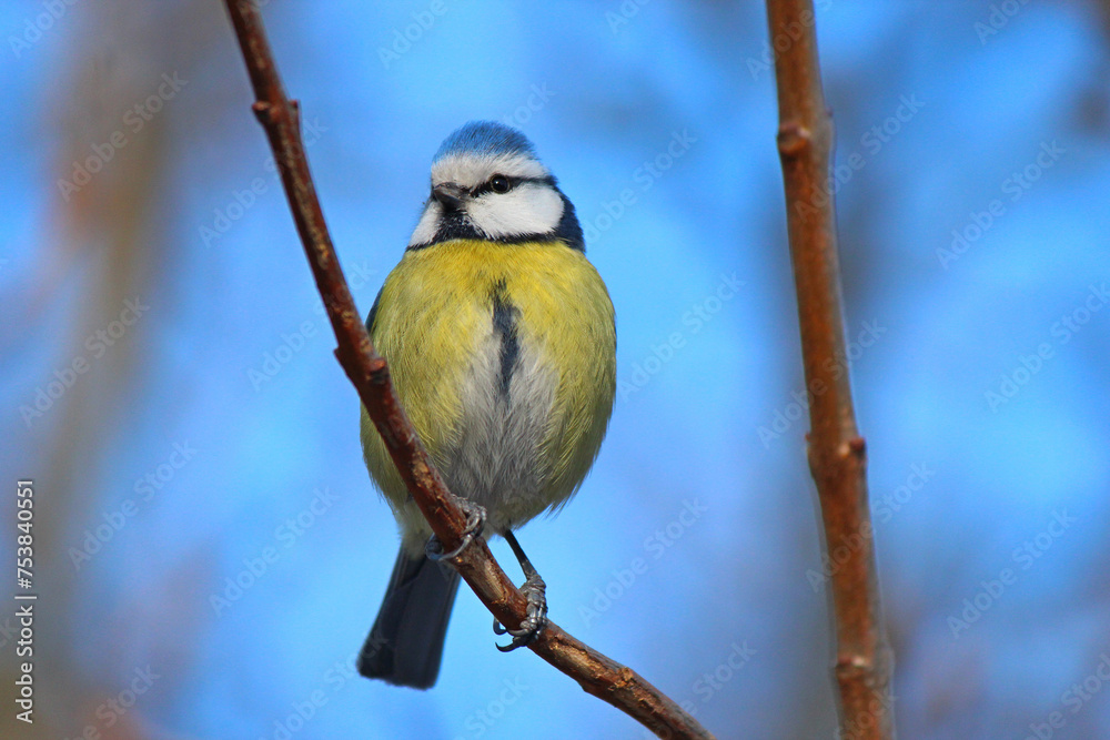 Obraz premium cute blue tit in the wilds of the city park