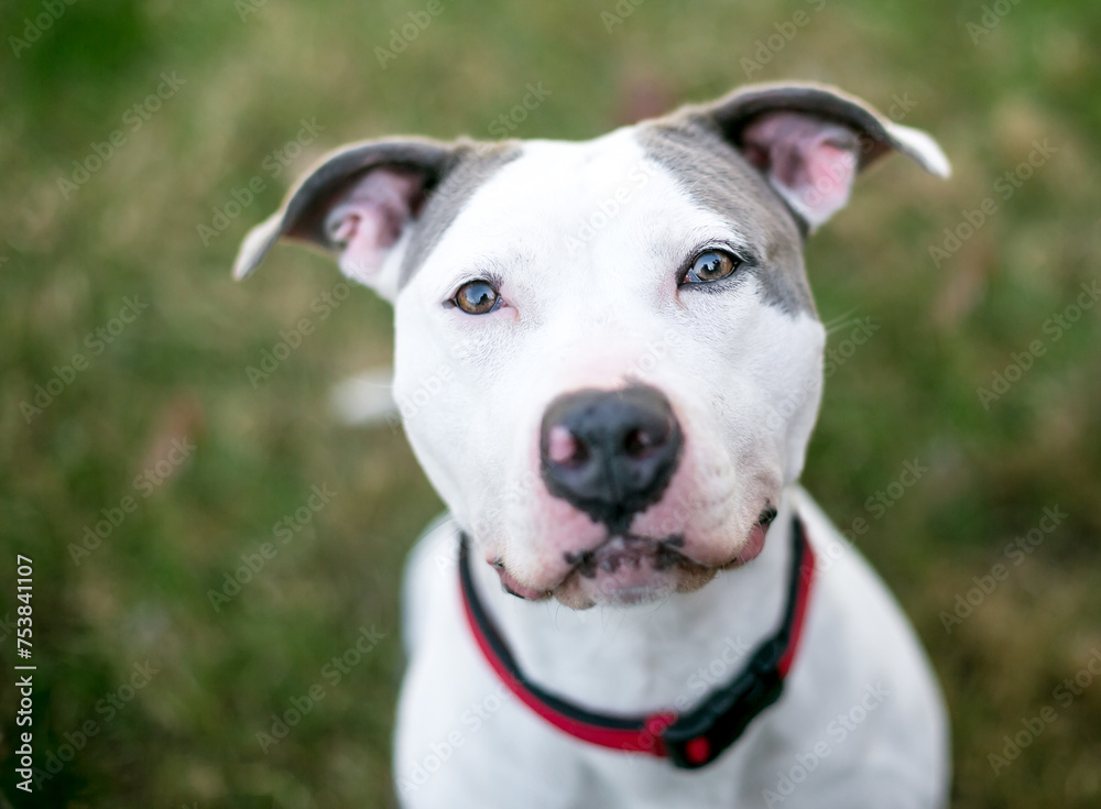 A Pit Bull Terrier mixed breed dog looking up at the camera