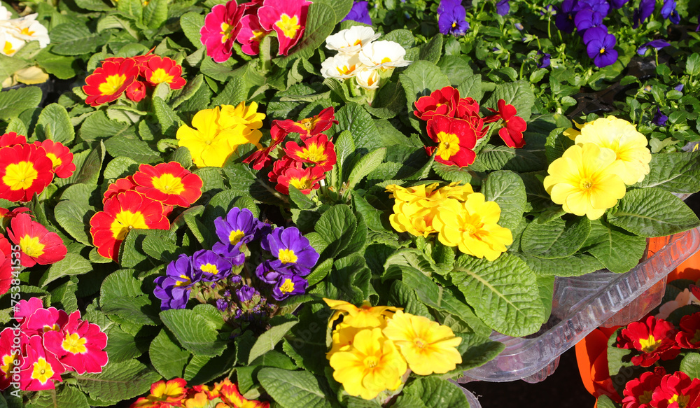 array of springtime flowers in full bloom at a bustling outdoor market