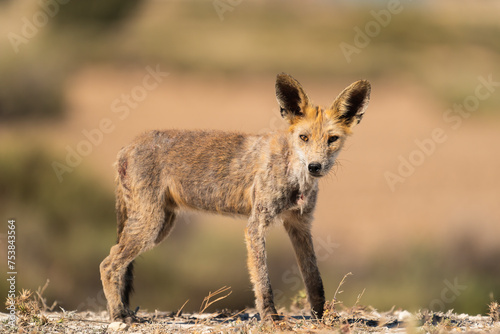 Mangy Red Fox In A Spanish Desert Area   photo