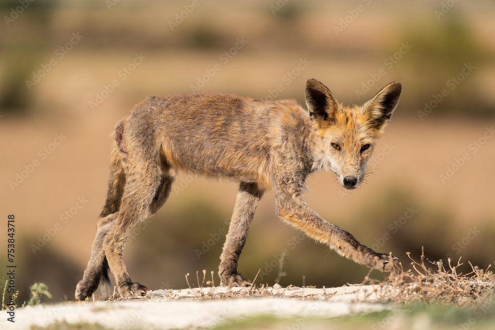 Red Fox With Mange In A Desert Area Of Spain Red Fox With Mange In A Desert Area Of Spain