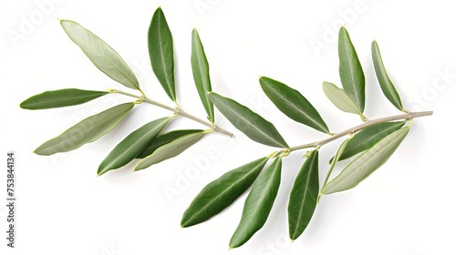 Close-up of two young olive branches with leaves separated on a white background