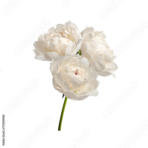 Fototapeta Naklejka Na Ścianę i Meble -  Floral arrangement (bouquet) of white peony flowers isolated on a white background. Element for creating designs, cards, patterns, floral arrangements, frames, wedding cards and invitations.