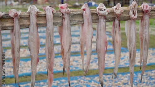 Raw Harpadon nehereus fish commonly named Bombay Duck are hanging and drying in open air and sunlight. A temporary field for processing dried fish by the sea. photo