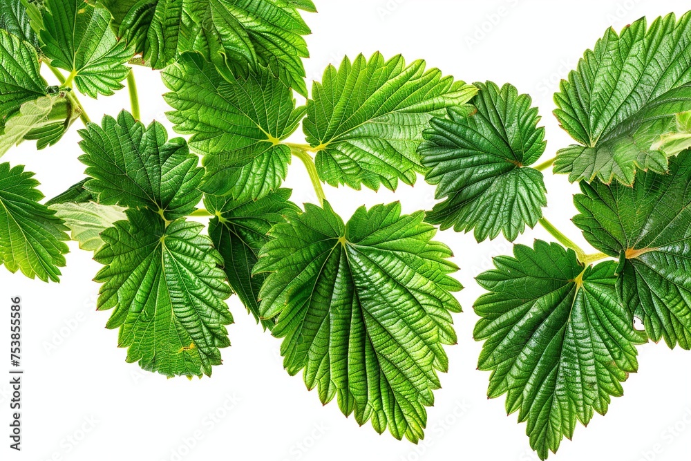 Strawberry leaf on white background