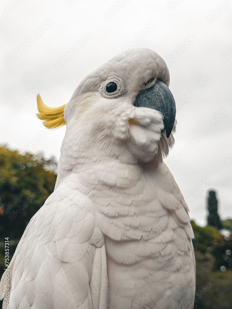 White Cockatoo. Parrot. Australia. White Cockatoo. Parrot. Australia.