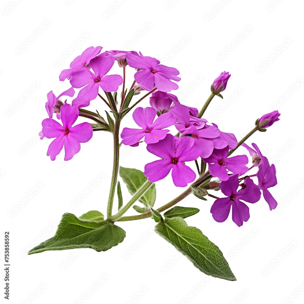 Verbena isolated on transparent background Verbena isolated on transparent background