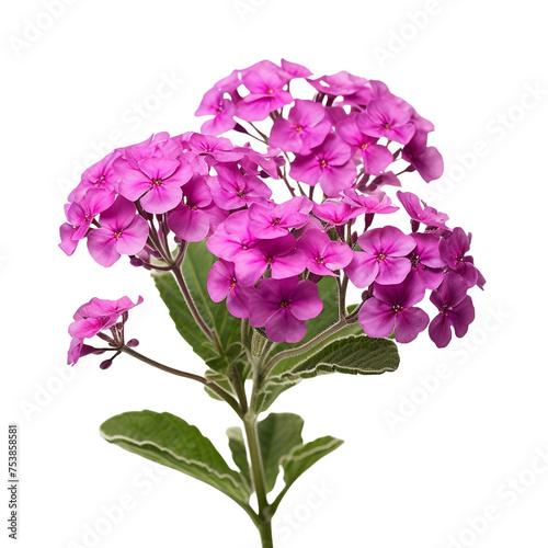 Verbena isolated on transparent background