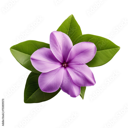 Vinca isolated on transparent background