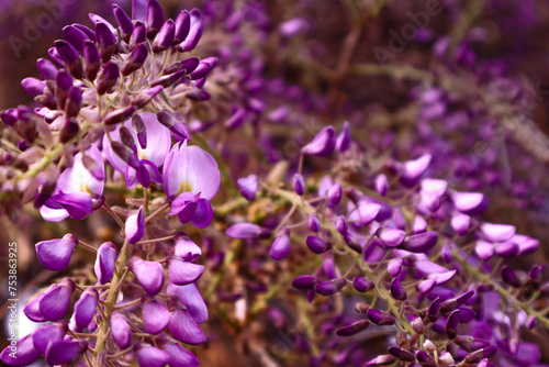 Spring bloom of wisteria in the garden. Flowers background with amazing purple flowers.