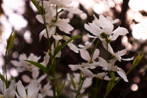 Gaura lindheimeri white flowers. photo
