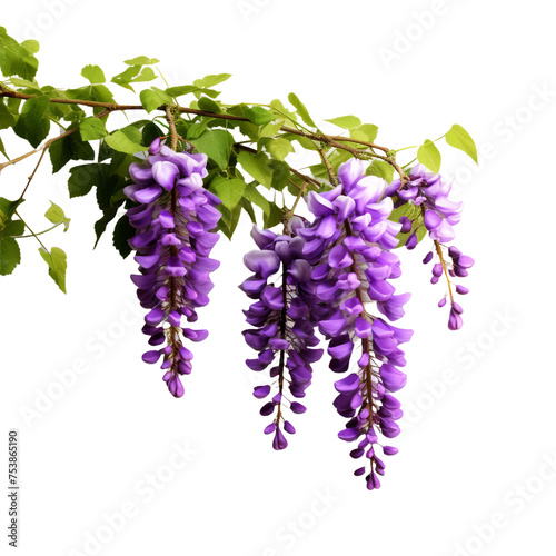 Wisteria isolated on transparent background