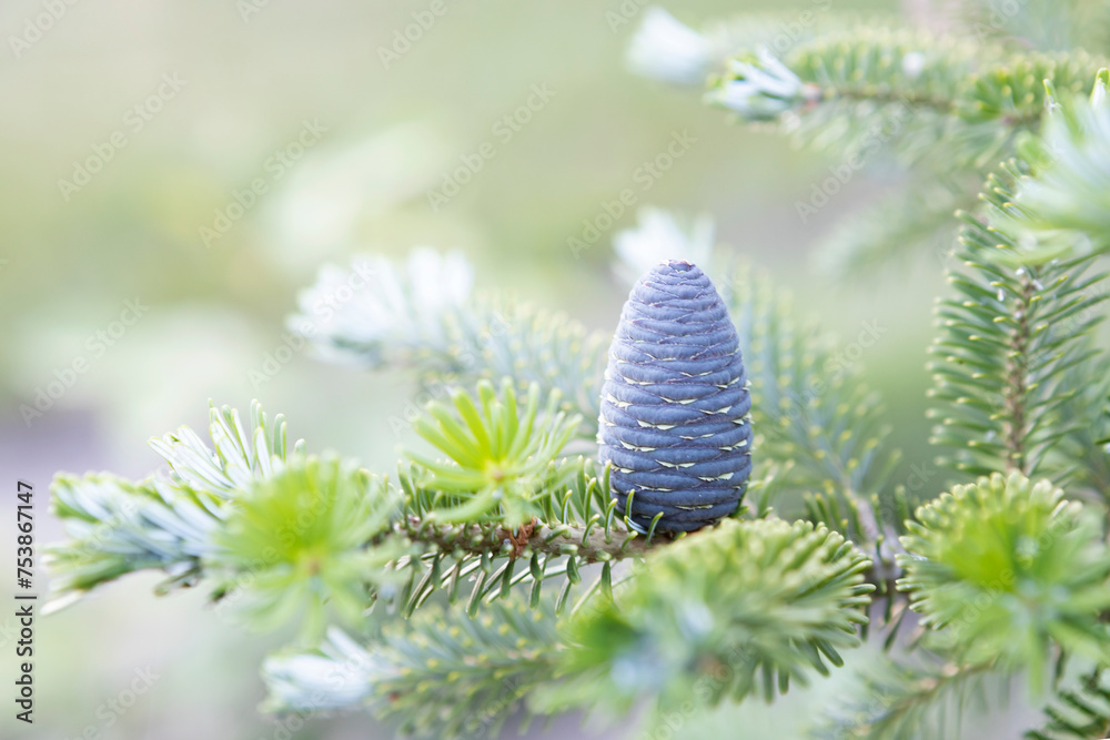 Cone
