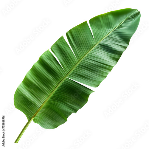 green banana leaf isolated on transparent background generative ai